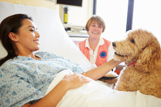 Volunteer and dog visiting patient Volunteer and dog visiting patient